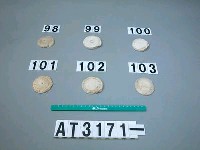 藏品(芋螺貝)的圖片